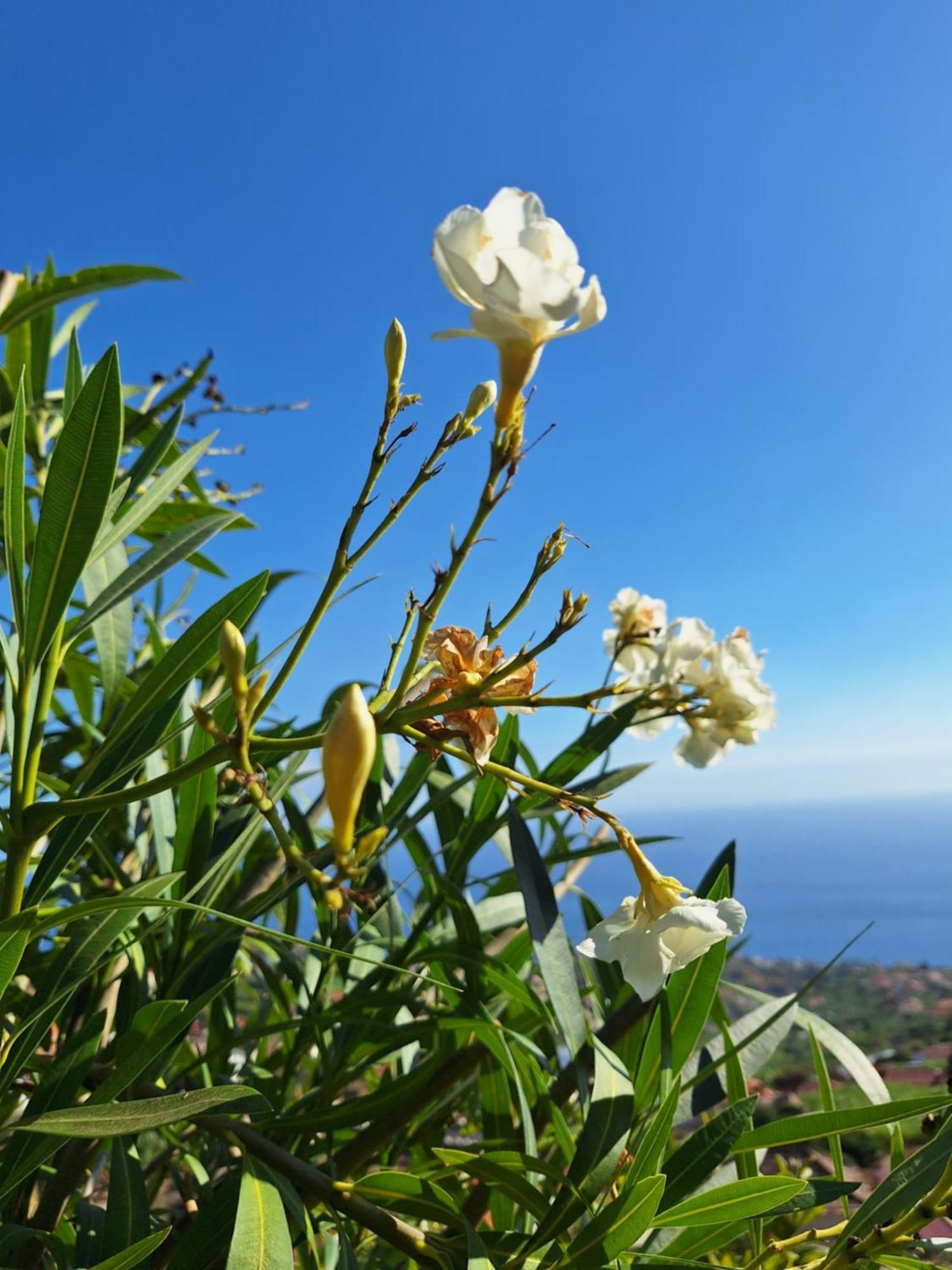 Villa Casa-Albatros à Ponta do Sol  Extérieur photo