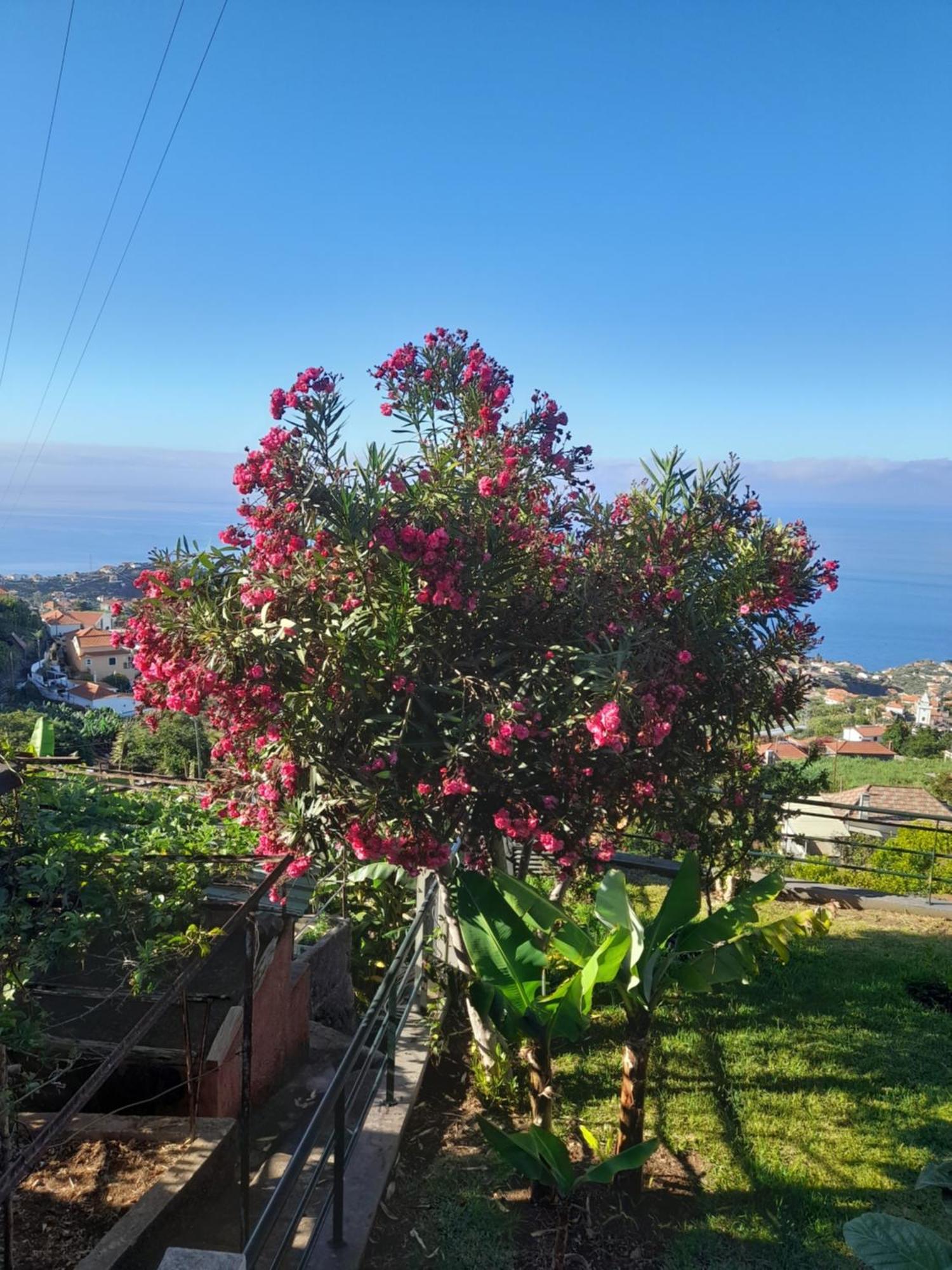 Villa Casa-Albatros à Ponta do Sol  Extérieur photo